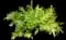 Wart Fern — design image 7