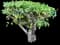 Lesser Bougainvillea — design image 11