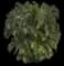 Areca Palm Tree — design image 10