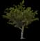 Singapore Graveyard Flower — design image 20