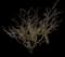 Singapore Graveyard Flower — design image 18