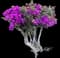 Lesser Bougainvillea — design image 9