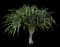 Useful Screw Pine — design image 1