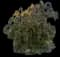 Areca Palm Tree — design image 14
