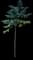Pōkalakala — design image 5