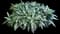 Oyster Plant — design image 13