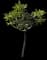 Pōkalakala — design image 8