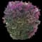 Lesser Bougainvillea — design image 7