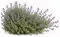 Cleveland Sage — design image 4