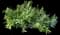 Wart Fern — design image 1