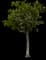 Singapore Graveyard Flower — design image 24