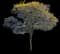Primavera Gold Tree — design image 1