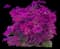 Lesser Bougainvillea — design image 1
