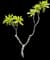 Singapore Graveyard Flower — design image 9