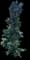 ʻŌhiʻa Lehua (Smooth-leaved) — design image 4
