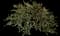 Lemon Bottlebrush — design image 4