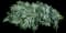 Wart Fern — design image 4