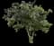 ʻŌhiʻa Lehua (Smooth-leaved) — design image 1