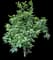 Small Kauaʻi White Hibiscus — design image 2
