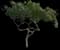 Singapore Graveyard Flower — design image 7