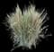 Pili Grass — design image 1