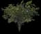 Scrambled Egg Tree — design image 1