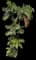 Areca Palm Tree — design image 16