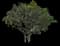 Singapore Graveyard Flower — design image 25