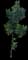 ʻŌhiʻa Lehua (Smooth-leaved) — design image 2