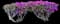 Lesser Bougainvillea — design image 10