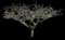 Singapore Graveyard Flower — design image 6