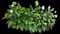 Peace Lily — design image 1