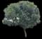Tree-of-Heaven — design image 2