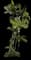 Areca Palm Tree — design image 15