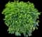 Japanese Laurel — design image 6