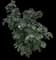 Sea Hibiscus — design image 4