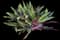 Oyster Plant — design image 14