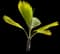 Pritchardia napaliensis — design image 1
