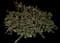 Lemon Bottlebrush — design image 1