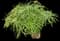 Umbrella Plant — design image 1