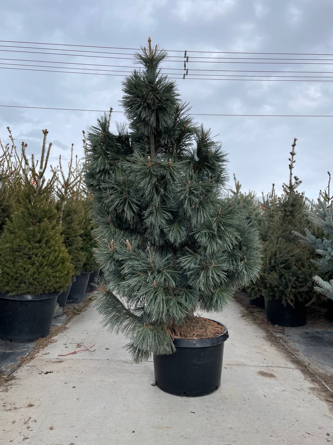 Pinus flexilis 'Vanderwolf's Pyramid'