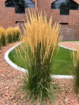 Article thumbnailIMG_5636