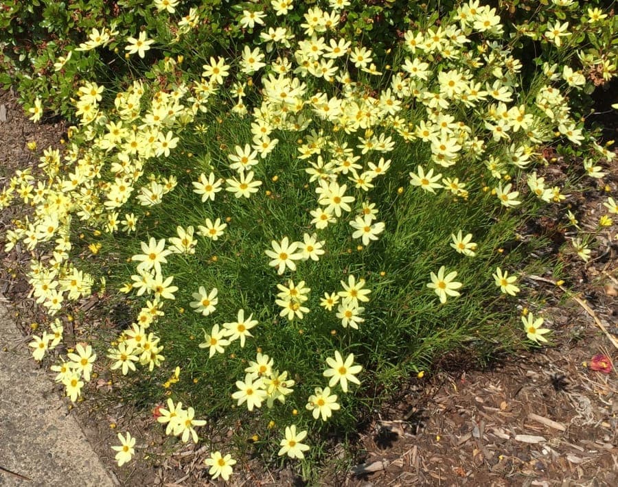 Coreopsis verticillata 'Moonbeam'