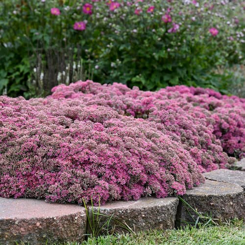 Sedum hybrid 'Popstar' USPP31228, Can PP6264