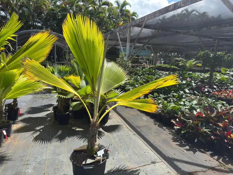 Pritchardia napaliensis — photo 1