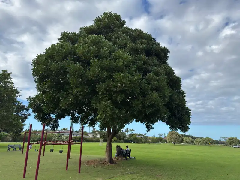 Koa — photo 1