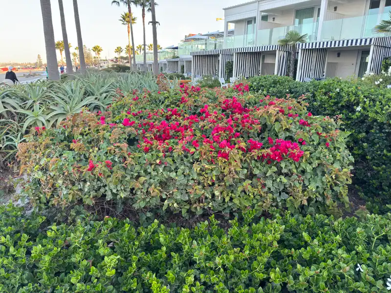 Lesser Bougainvillea — photo 1