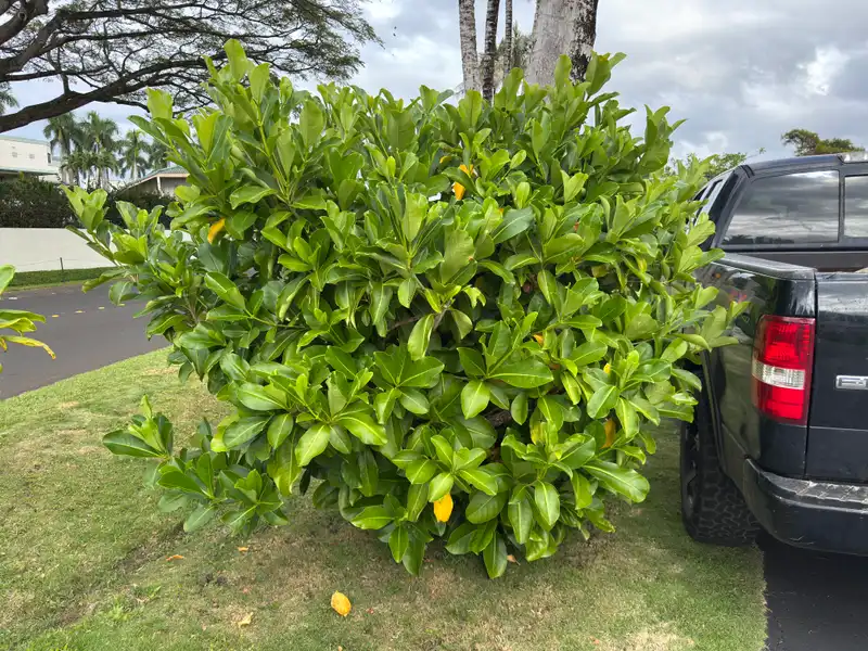 Brown Gardenia — photo 1