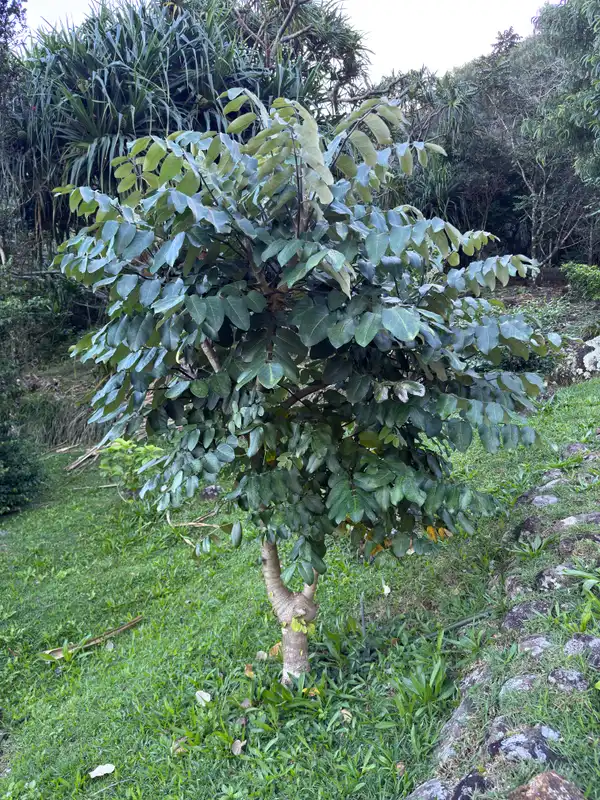 Pōkalakala — photo 1
