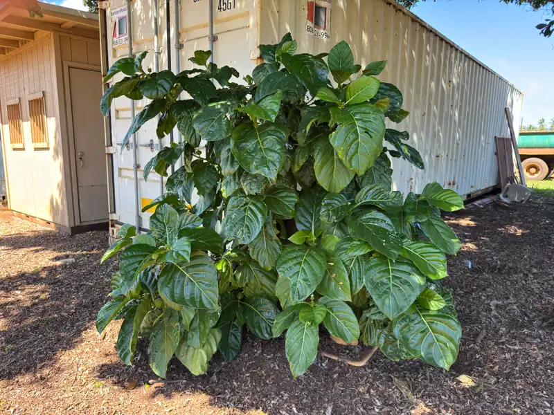 Noni — photo 1